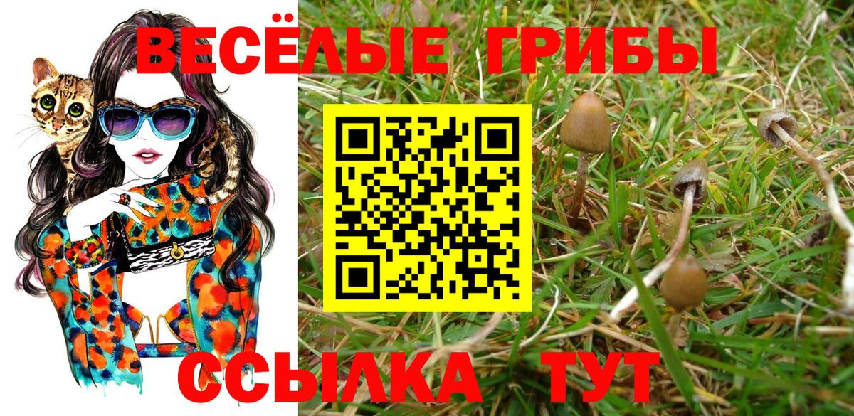Ставрополь  как найти закладки  Вход с VPN  Галлюциногенные грибы Psilocybe 